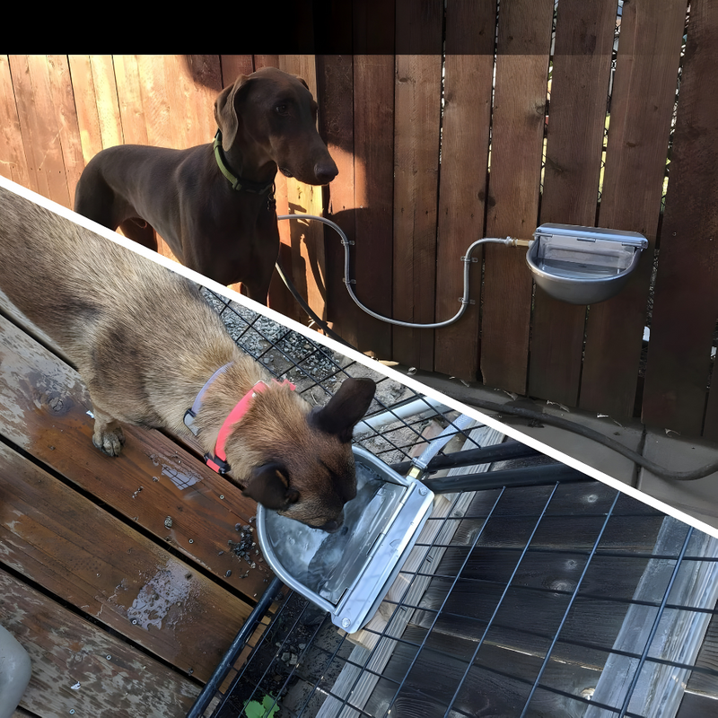 Automatic Water Bowl For Live Stocks & Pets